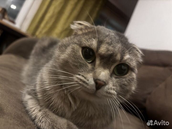 Продам кошку