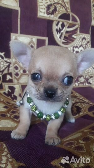 Щенки чихуахуа