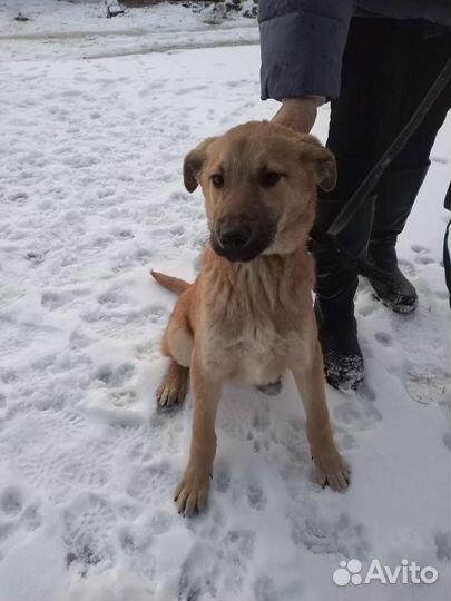 Рыжик ждет своего человека