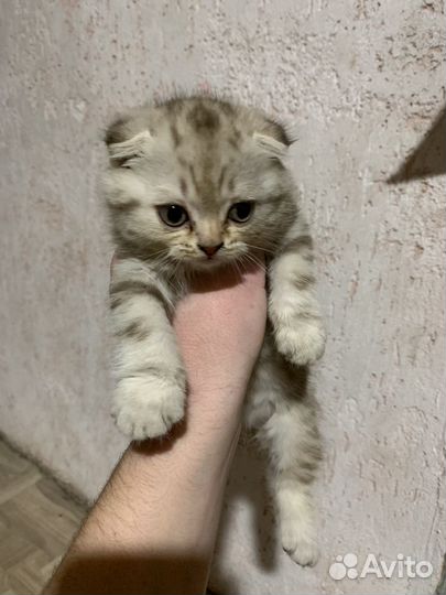 Вислоухая кошечка