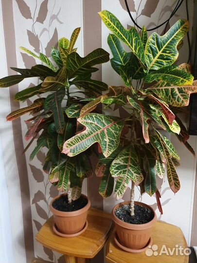 Кодиеум кротон