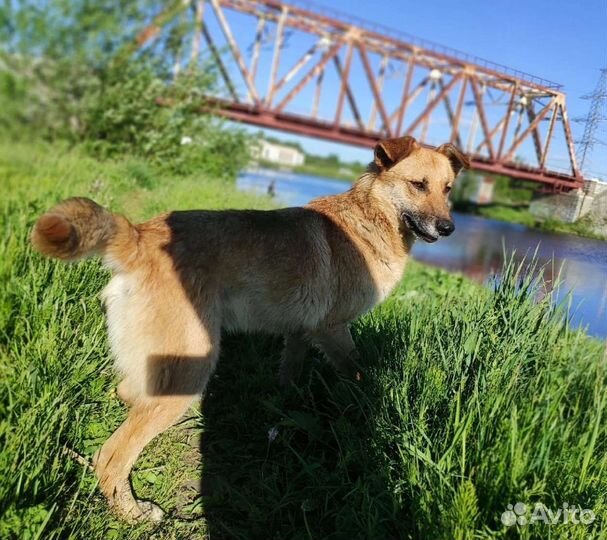 Кузя ищет дом