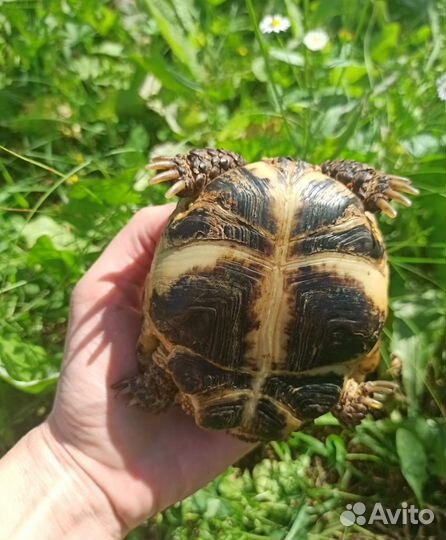 Черепаха сухопутная