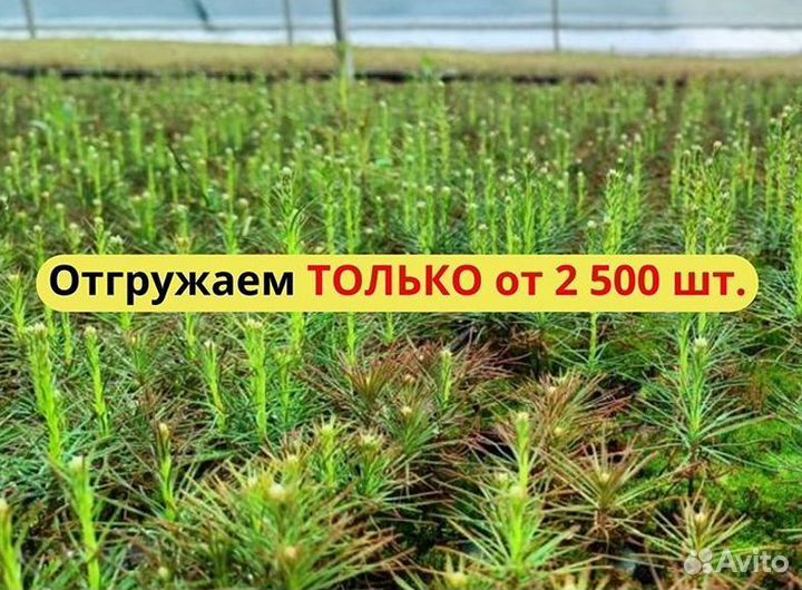 Саженцы сосны обыкновенной зкс опт