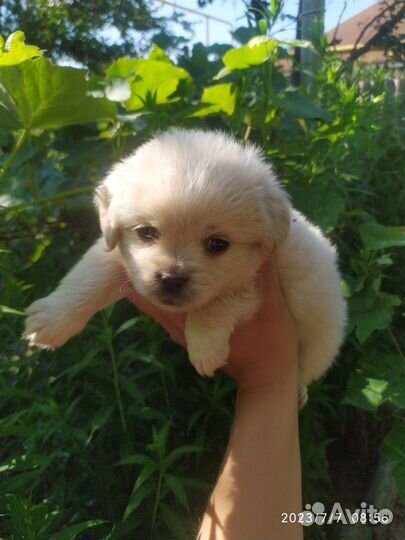 В добрые руки