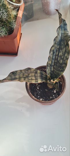 Сансевиерия