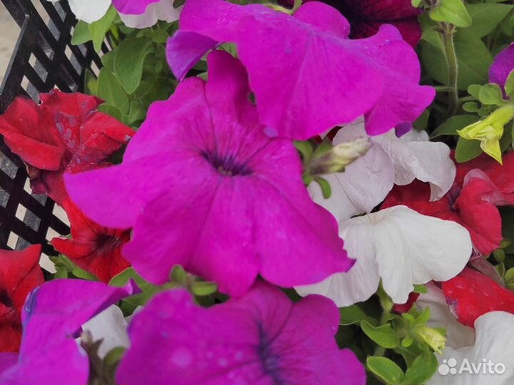 Рассада цветов