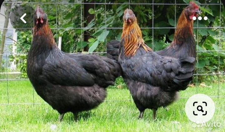 Куры несушки продам