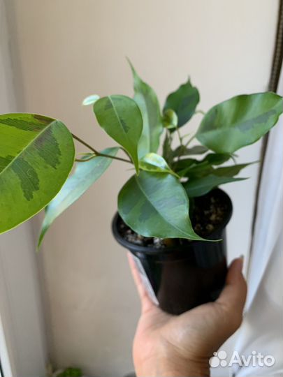 Фикус Бенджамина