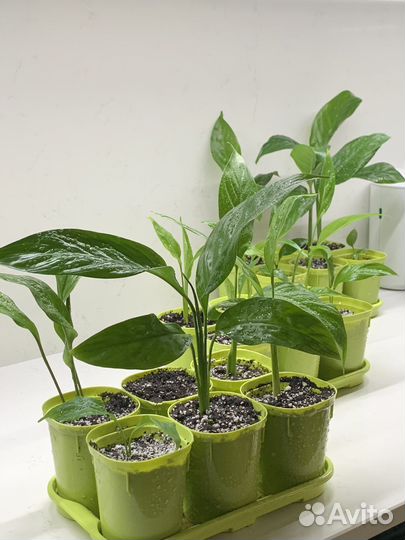 Спатифиллум