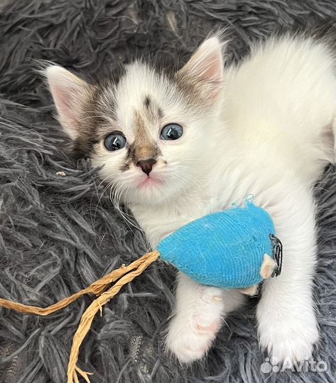 Котенок Клякса