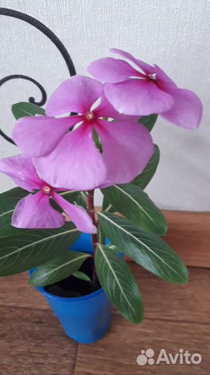 Катарантус