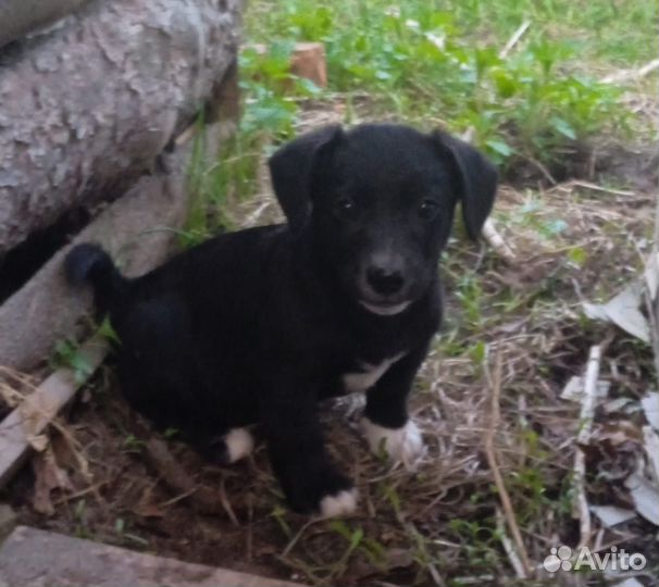 Щенки джек рассел терьер в добрые руки