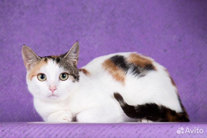 Кошечка Яночка ищет любящую семью