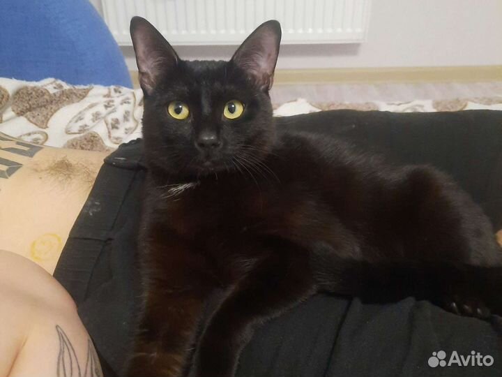 Отдам кота в добрые руки