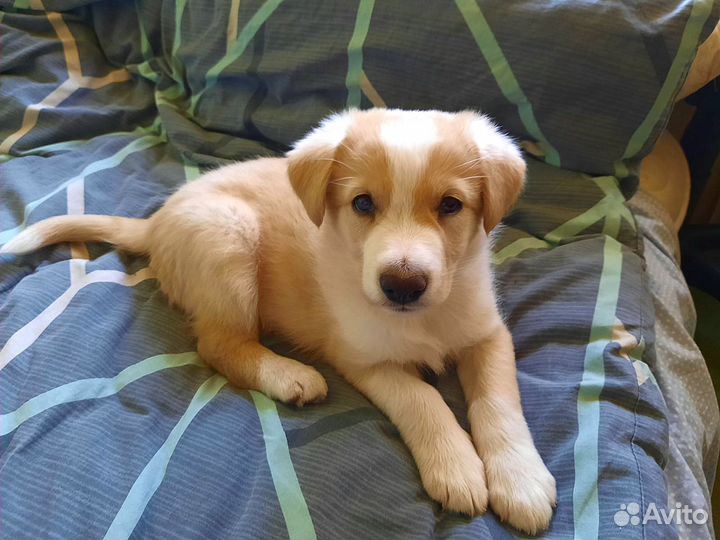 Щенок мальчик В добрые руки