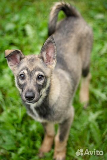 Собаки бесплатно в добрые руки