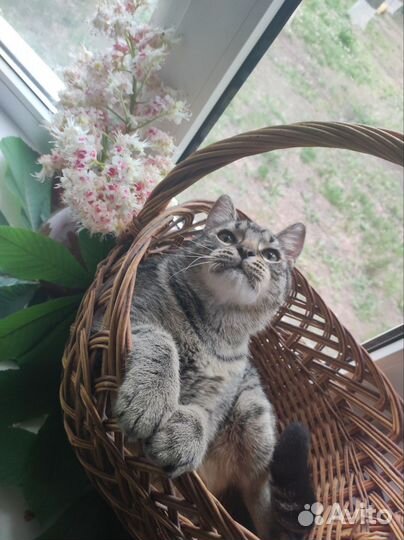 Котёнок-подросток