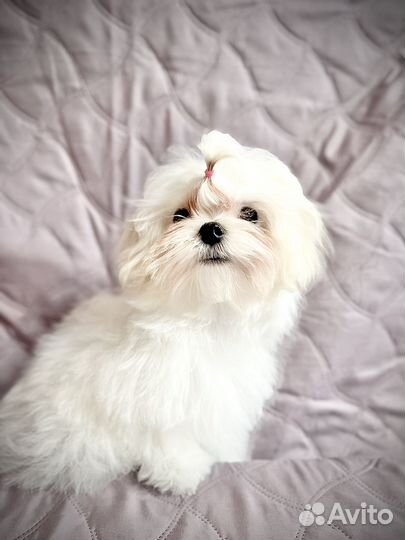 Малыш Мальтезе