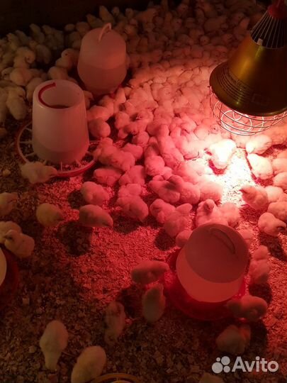 Бройлеры круглый год. Цыплята, яйцо. Доставка