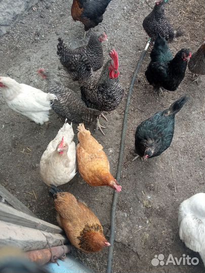 Домашняя птица