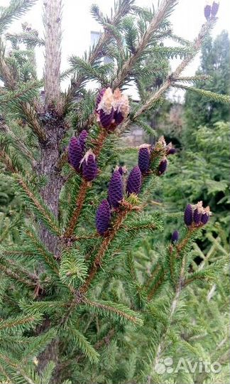 Ель Энгельмана