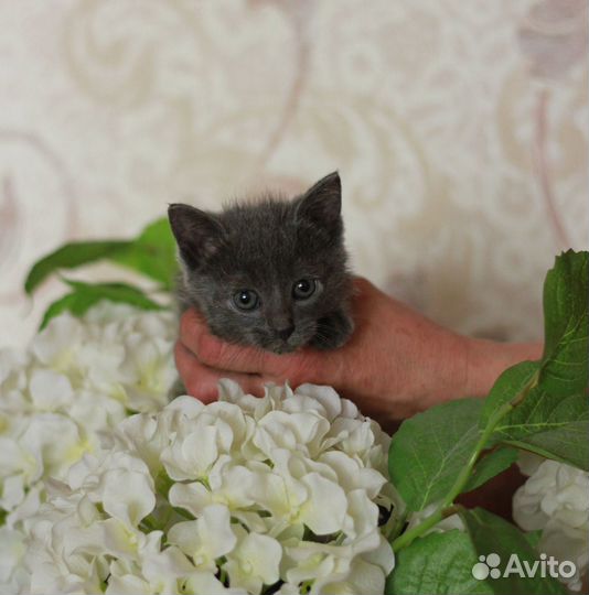 Кошечка в добрые руки