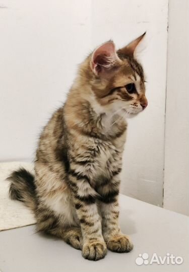 Котёнок тигрёнок в добрые руки