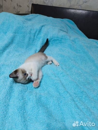 Самая ласковая девочка