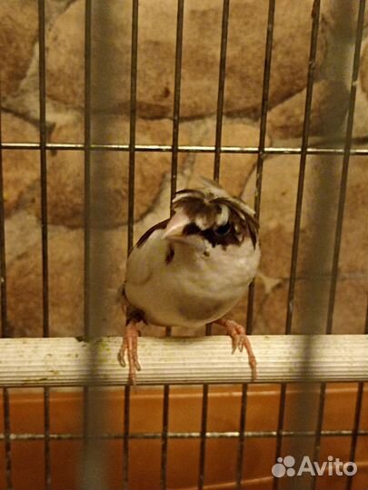 Японские амадины