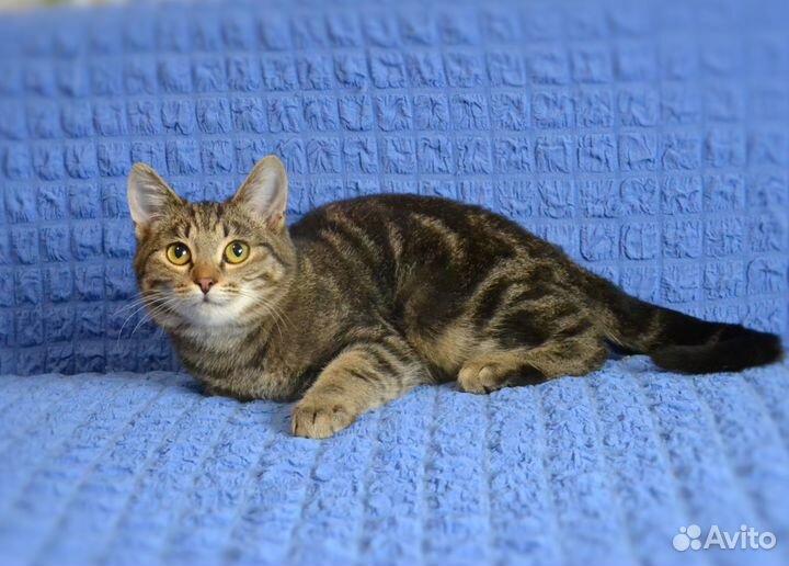 Котенок ищет дом