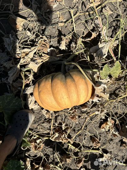 Тыква мускат де Прованс (француз) напрямую с поля
