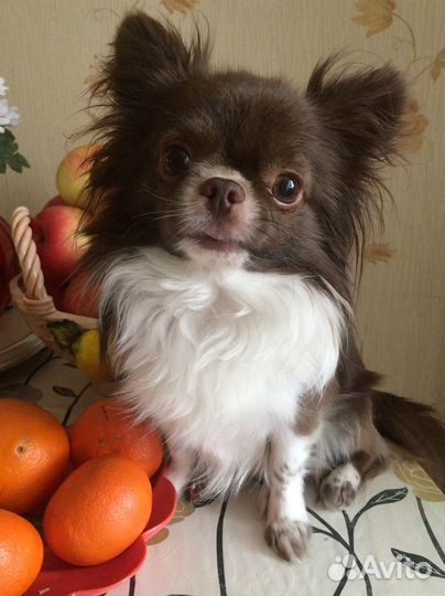 Кобель чихуахуа для вязки