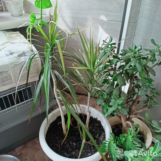 Комнатные цветы бесплатно