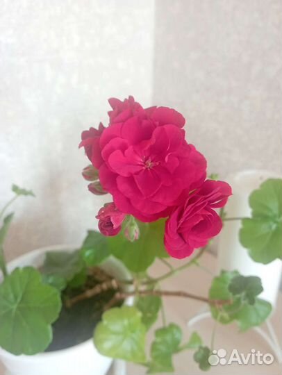 Пеларгония герань плющелистная