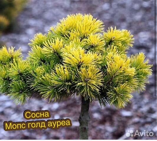Сосна мопс голд
