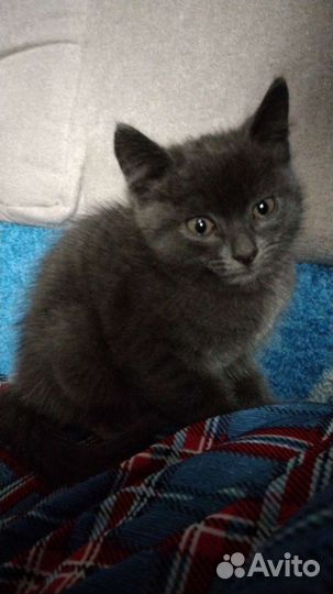 Кошка