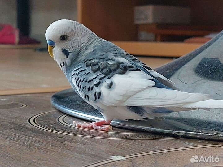 Волнистый попугай, мальчик