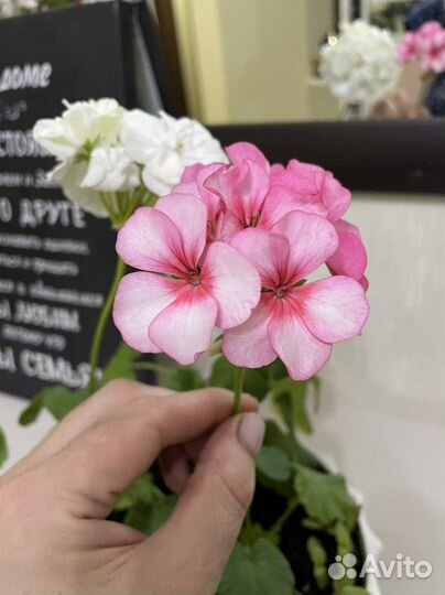 Герань пеларгония набор в горшке