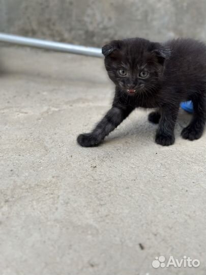 Вислоухие котята бесплатно