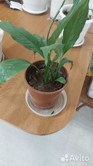 Спатифиллум