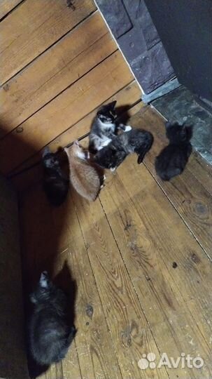 Котятки 7 комочков счастья