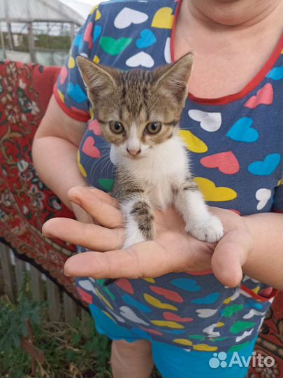 Кошки в добрые руки бесплатно