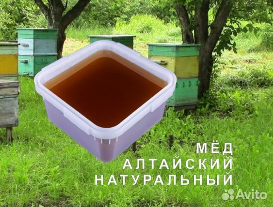 Мёд натуральный алтайский опт