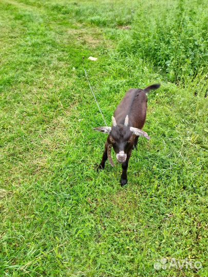 Альпонубийская козочка