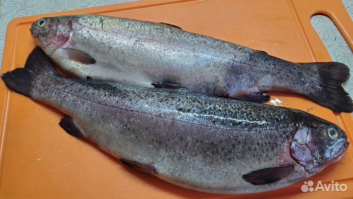 Форель, карась, сом, лещ, щука, копчёная рыба