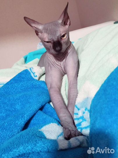 Кот случка