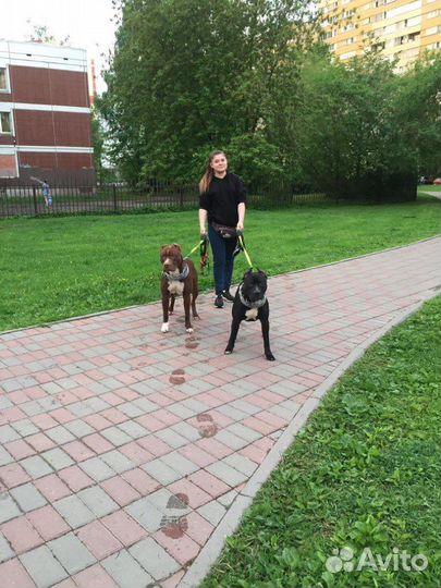 Подростки Прайтер-Пит (русский питбуль)