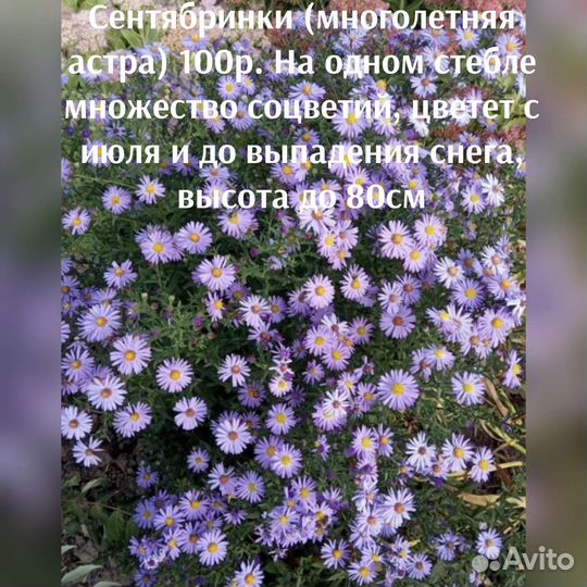 Многолетние цветы