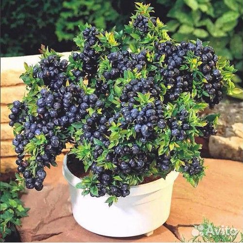 Голубика карликовая Путте